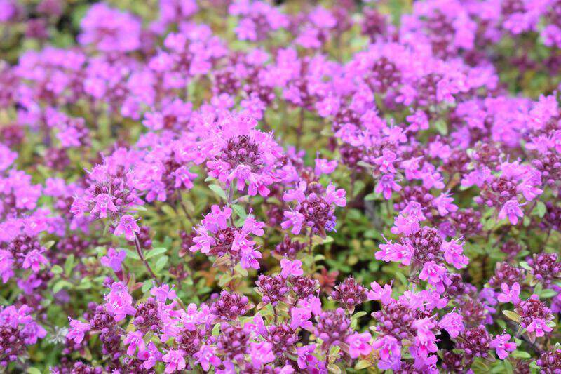 THYMUS praecox Red Carpet