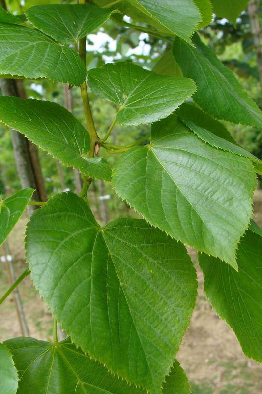 Tilleul à petites feuilles - TILIA Euchlora - Arbre
