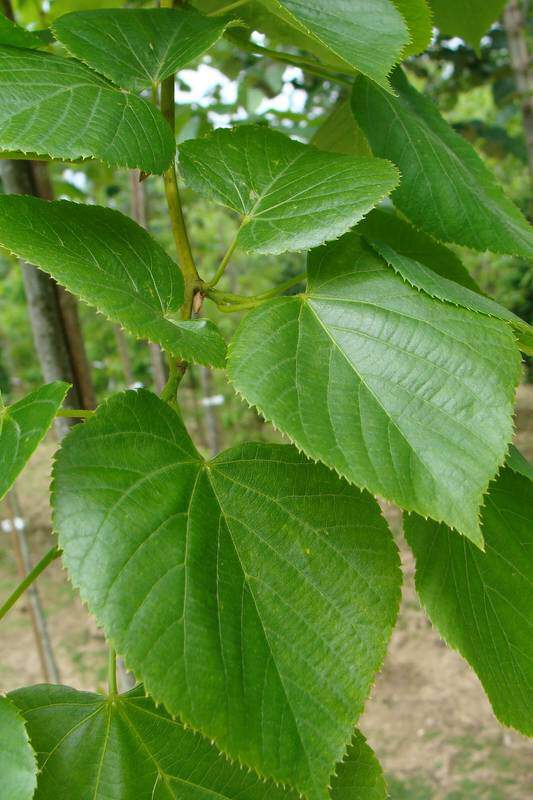 Tilleul de Crimée - TILIA euchlora - Arbre