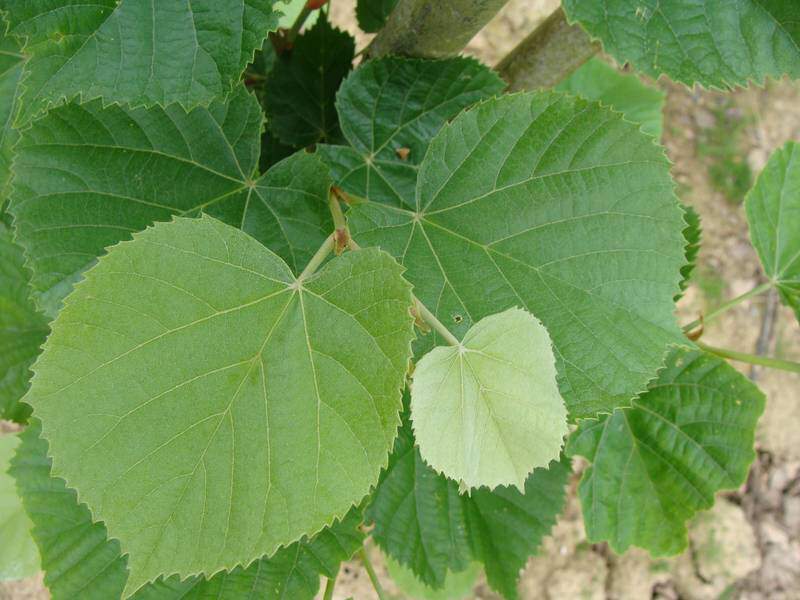 TILIA tomentosa / TILLEUL ARGENTE