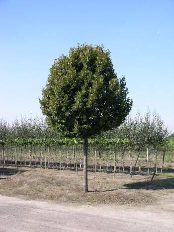 Tilleul de Hollande - TILIA platyphyllos 'Zelzate' - Arbre