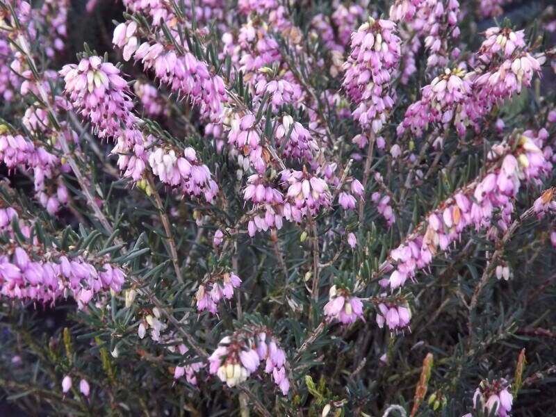 Bruyère - BRUYERE - ERICA darleyensis 'Ghost Hills' - Arbuste