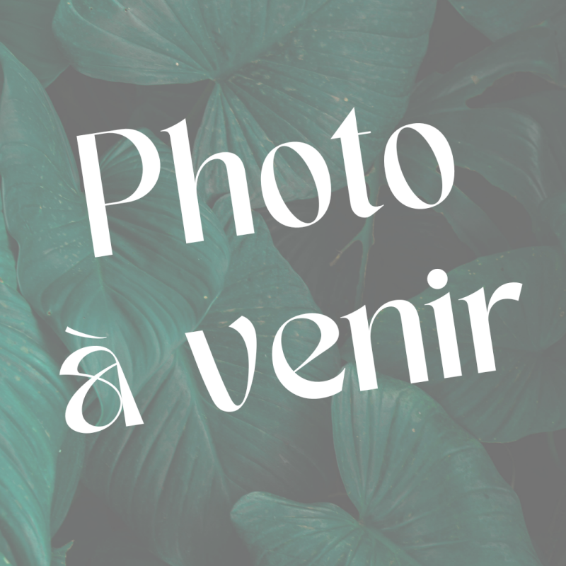 Ail d'ornement - ALLIUM caeruleum bulbe -lot de 10- - Bulbe