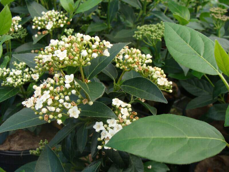 Laurier tin - VIBURNUM tinus 'French White' - Arbuste