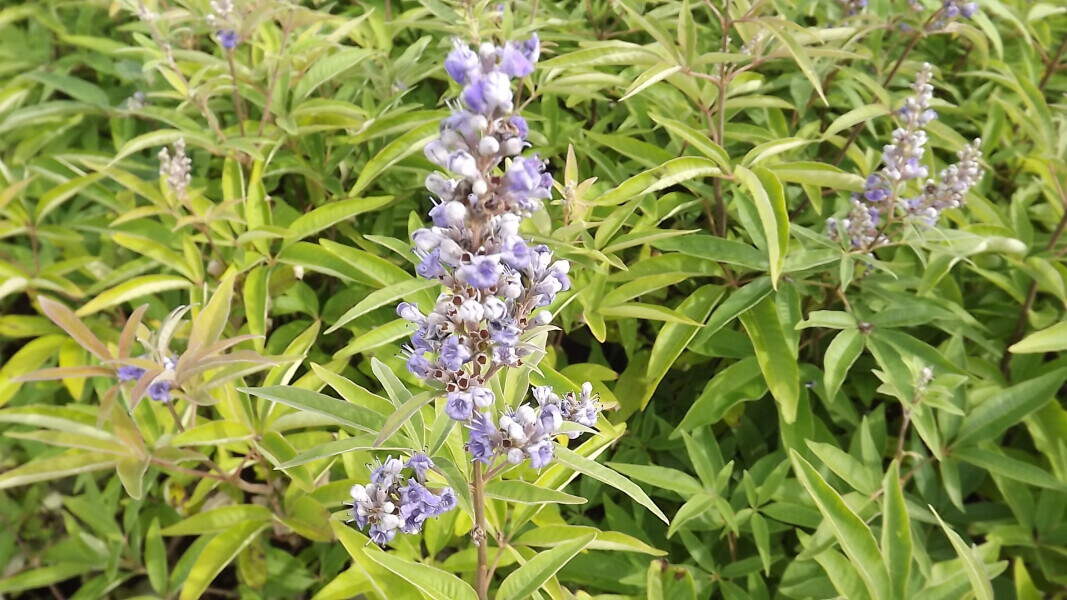 Gattilier - VITEX agnus-castus 'Latifolia' - Arbuste