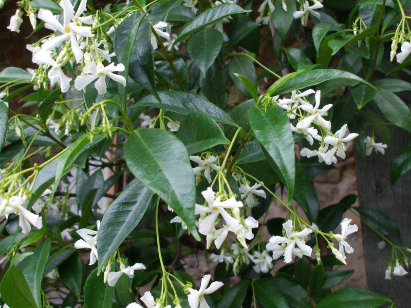 Jasmin étoilé - TRACHELOSPERMUM jasminoides - Plante grimpante