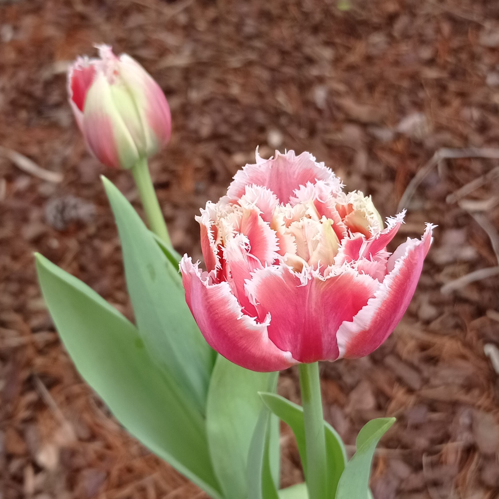 Tulipe - Tulipe dentelle 'Brest' - Bulbe