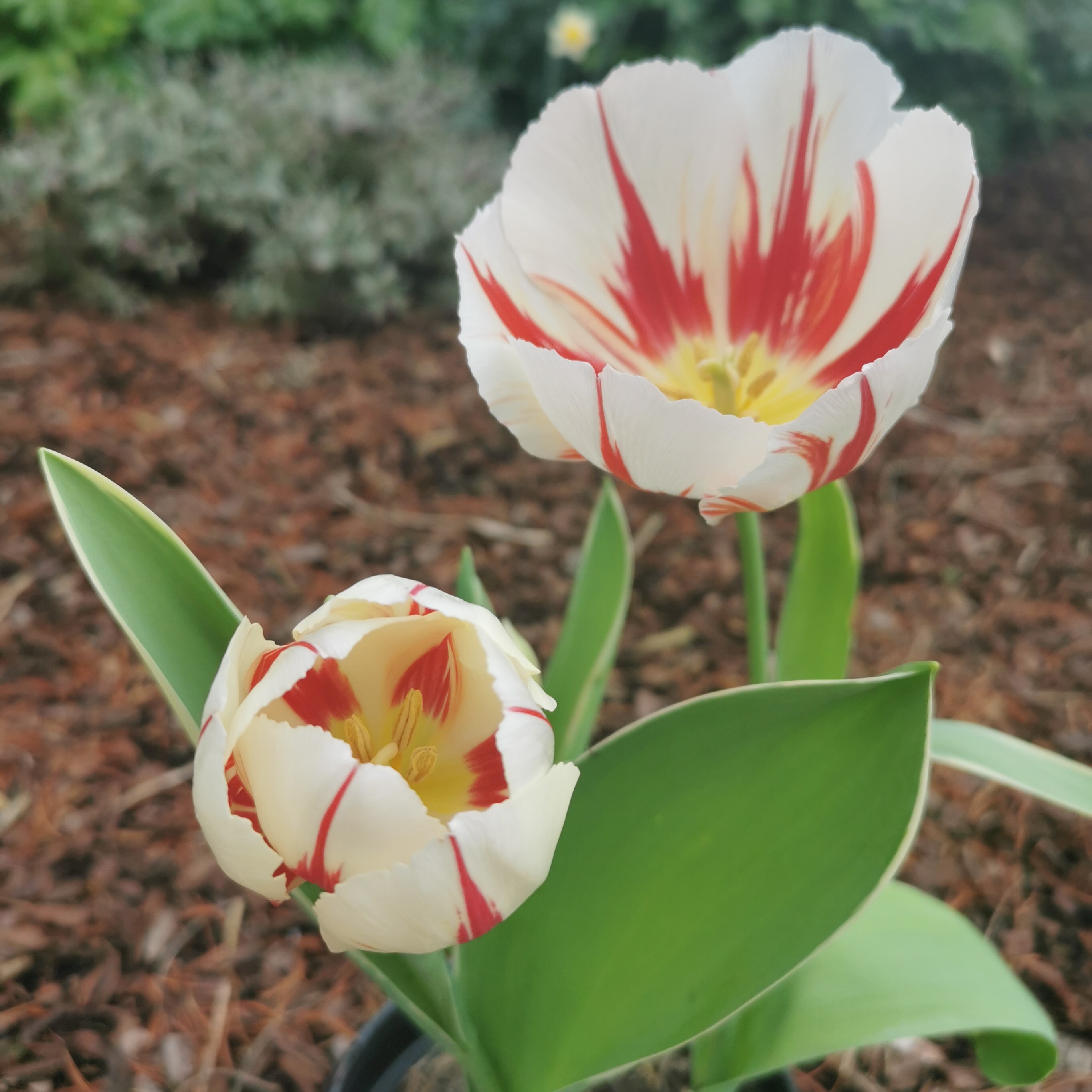 Tulipe - Tulipes triomphe 'Carnaval de Rio' - Bulbe