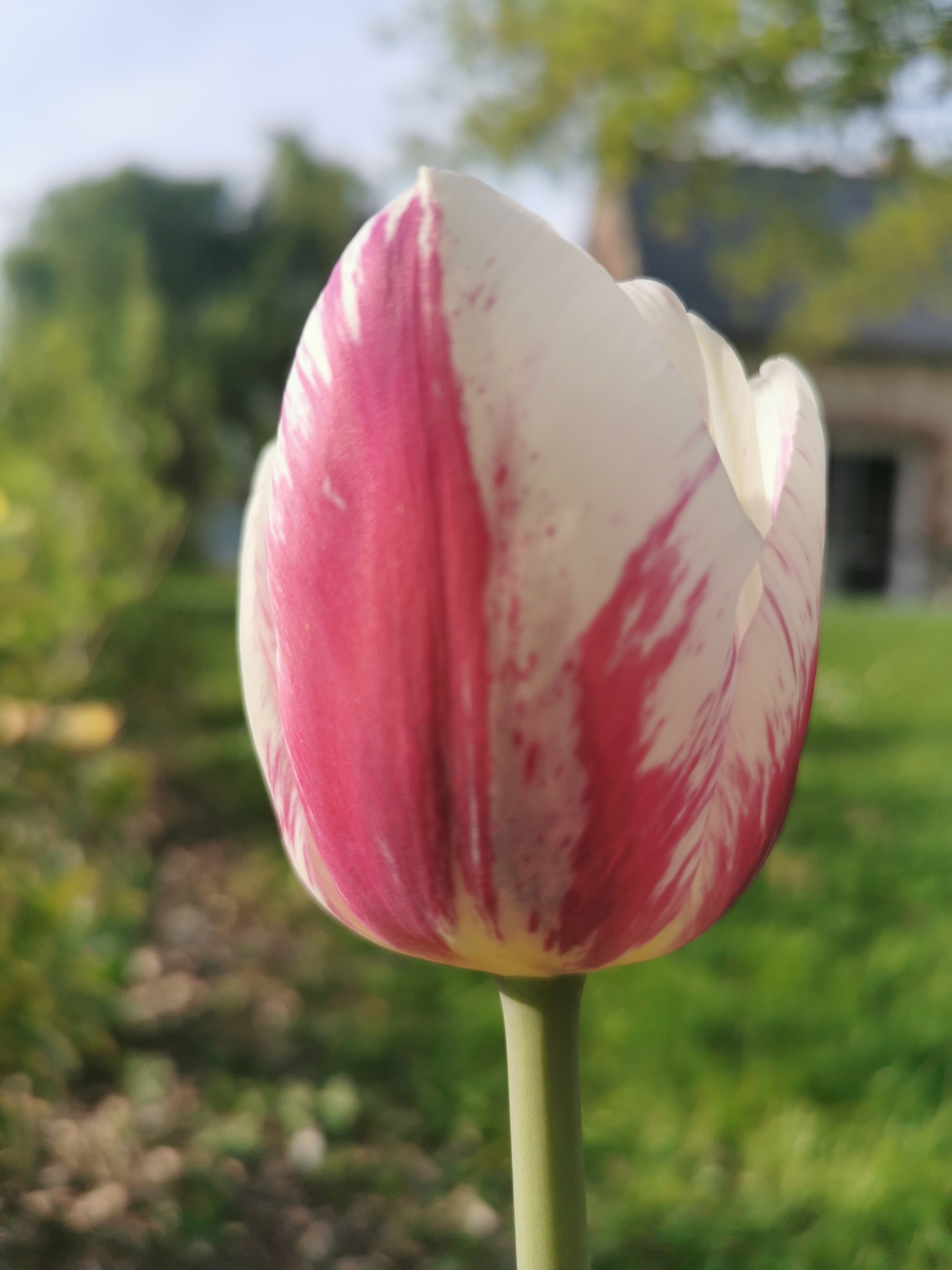 Tulipe - Tulipes Simples Tardives 'Didi' - Bulbe