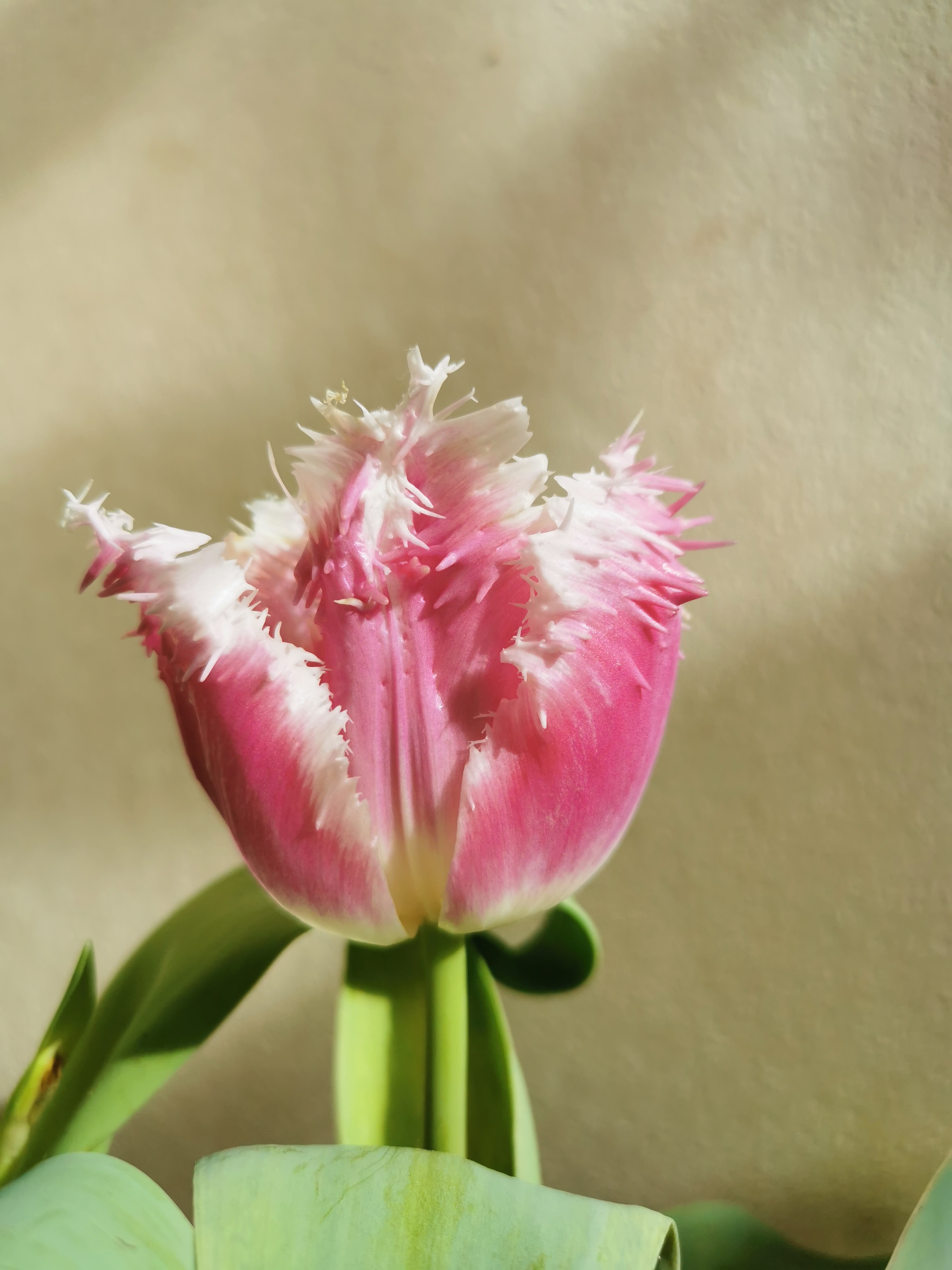 Tulipe - Tulipes dentelles 'Fancy Frills' - Bulbe