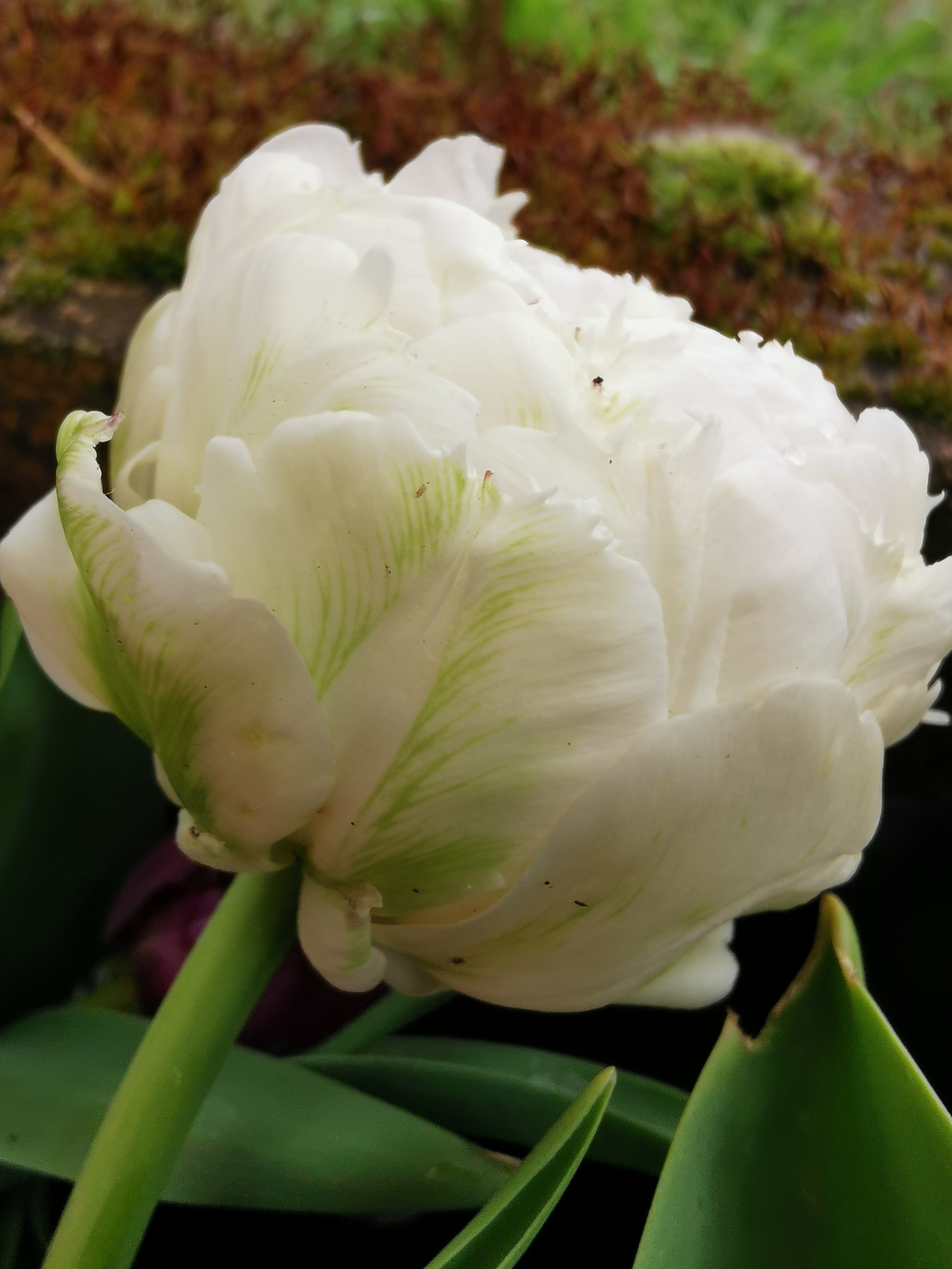 Tulipe - Tulipes dentelle 'Snow crystal' - Bulbe