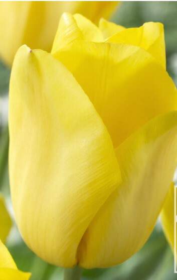 Tulipe - Tulipes triomphes 'Strong Gold' - Bulbe