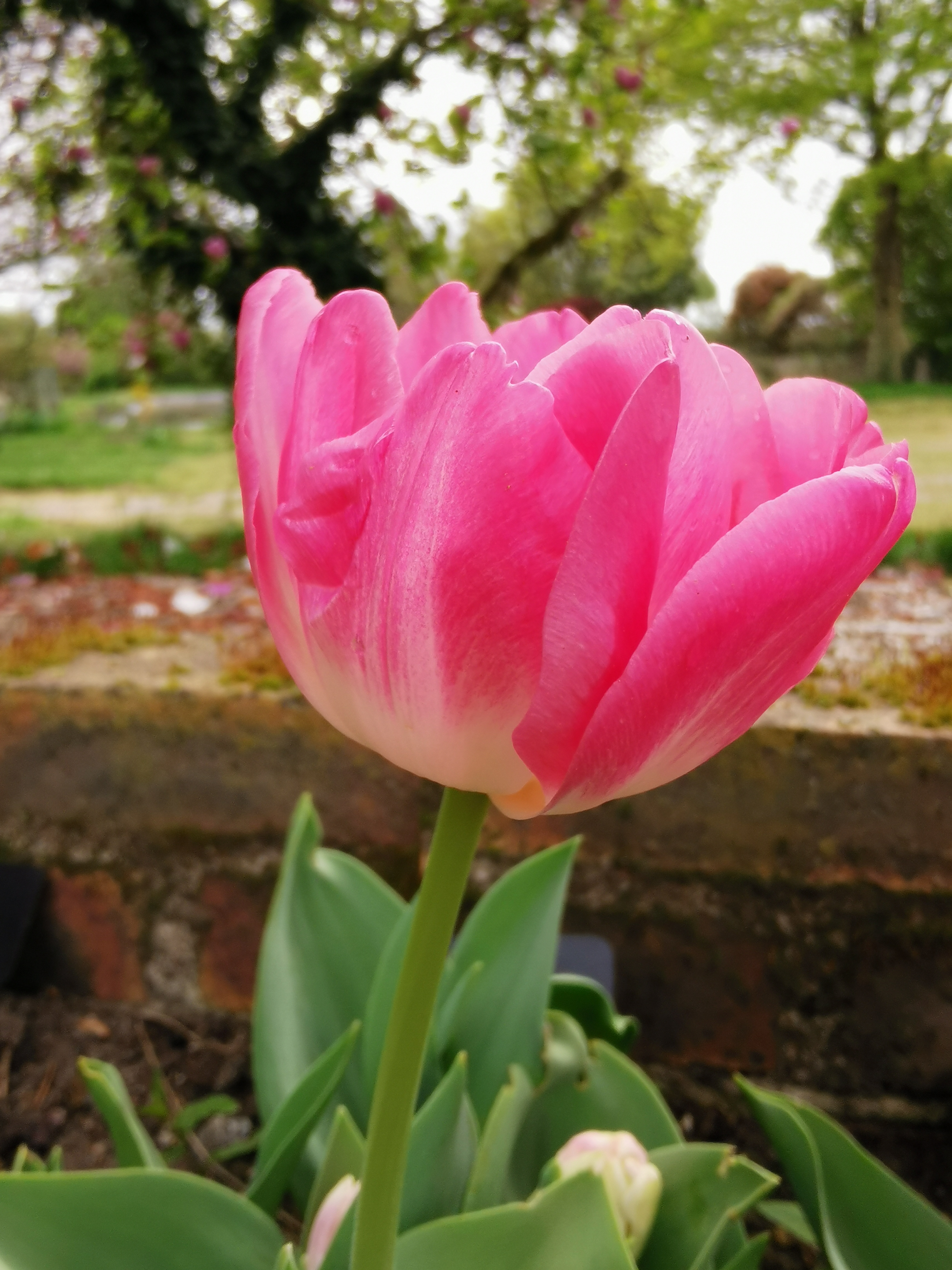 Tulipe - Tulipes à fleurs de pivoine 'Upstar' - Bulbe