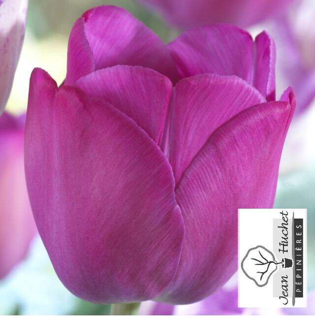Tulipe - Tulipes triomphes 'Attila' - Bulbe