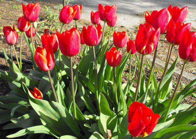 Tulipe - Tulipes Triomphes 'Escape' - Bulbe