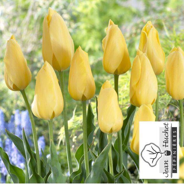 Tulipe - Tulipes simples tardives 'Big Smile' - Bulbe