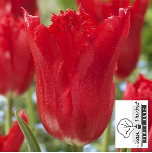 Tulipe - Tulipes dentelles 'Calibra' - Bulbe
