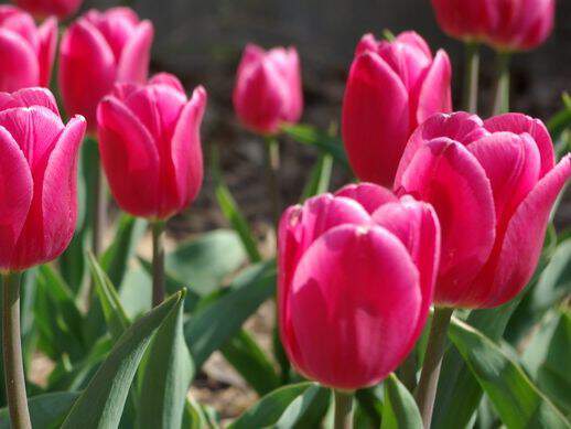 Tulipe - Tulipes simples hâtives 'Christmas Dream' - Bulbe