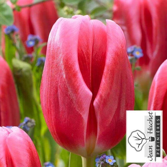 Tulipe - Tulipes triomphes 'Circuit' - Bulbe