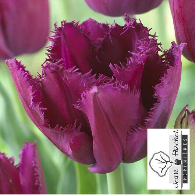 Tulipe - Tulipes dentelles 'Curly Sue' - Bulbe