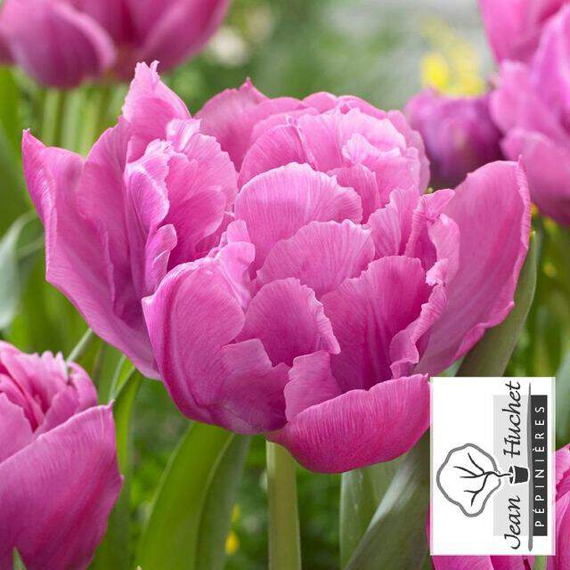 Tulipe - Tulipes doubles hâtives 'Double Price' - Bulbe