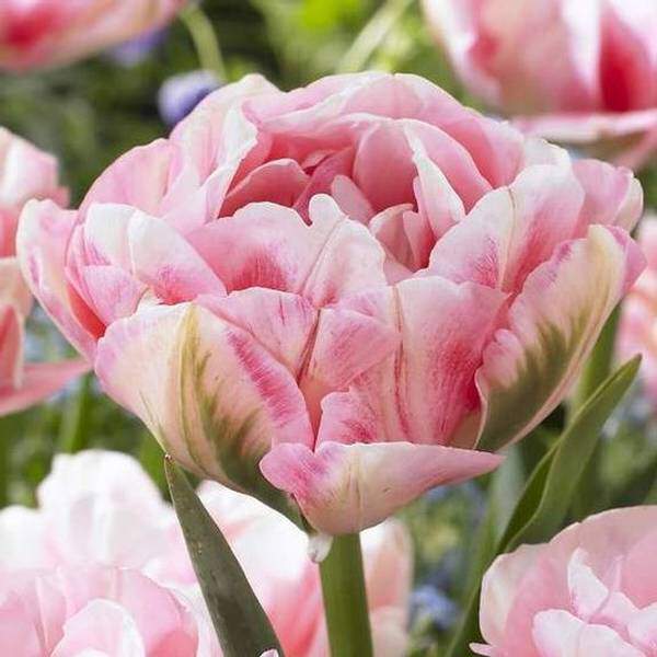 Tulipe - Tulipes à fleurs de pivoine 'Finola' - Bulbe
