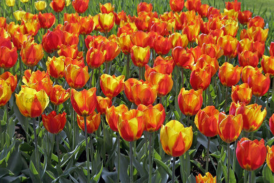 Tulipe - Tulipes simples hâtives 'Flair' - Bulbe