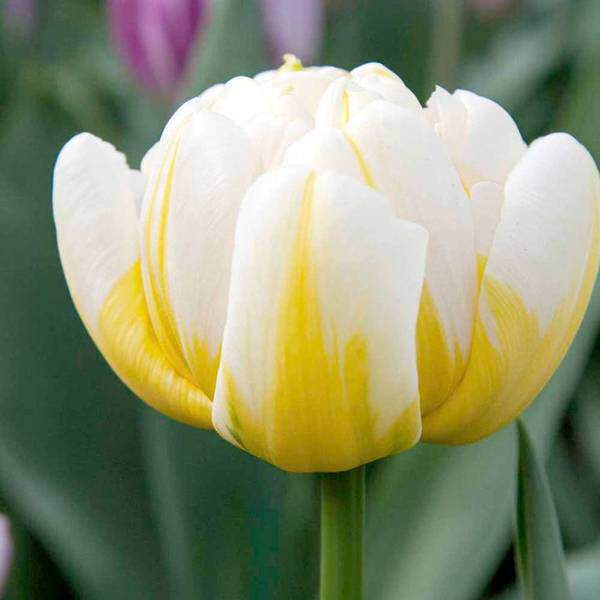 Tulipe - Tulipes à fleurs de pivoine 'Flaming evita' - Bulbe