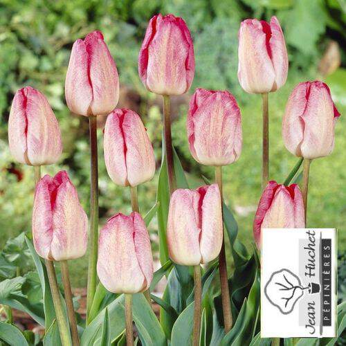 Tulipe - Tulipes simples tardives 'Gander's rhapsody' - Bulbe