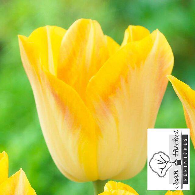 Tulipe - Tulipes triomphes 'Golden Dynasty' - Bulbe