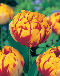 Tulipe - Tulipes à fleurs de pivoine 'Golden Nizza' - Bulbe