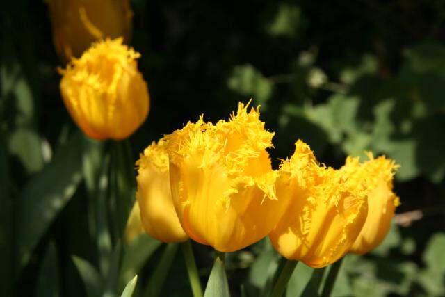 Tulipe - Tulipes dentelles 'Hamilton' - Bulbe