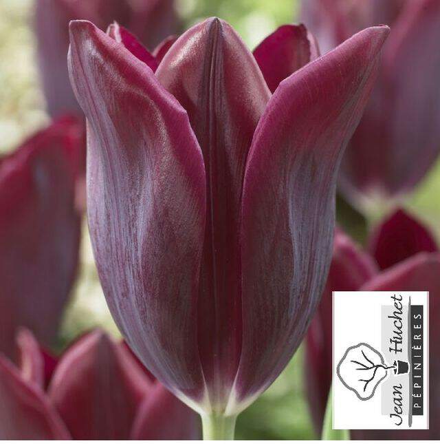 Tulipe - Tulipes triomphes 'Havran' - Bulbe