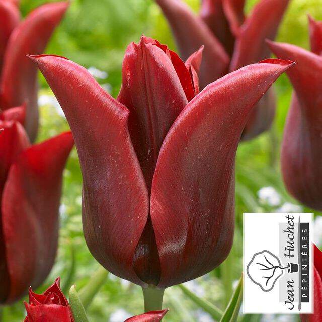 Tulipe - Tulipes à fleur de lys 'Jennie Butchart' - Bulbe