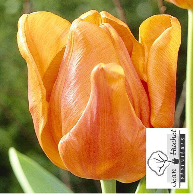 Tulipe - Tulipes simples hâtives 'Orange Monarch' - Bulbe