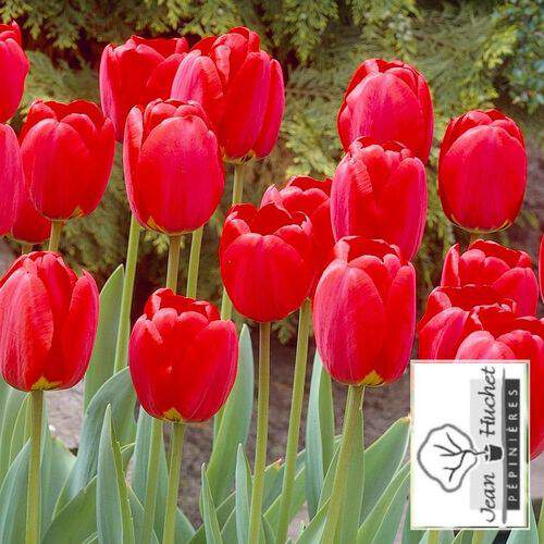 Tulipe - Tulipes 'Oxford' - Bulbe