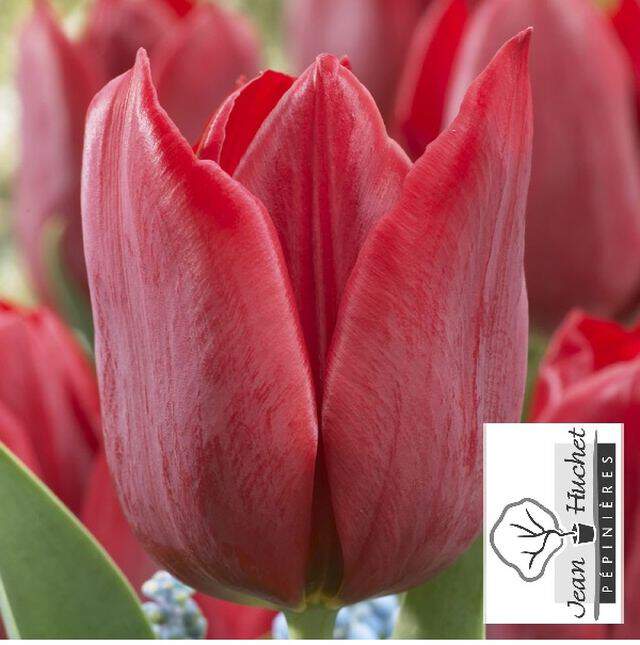 Tulipe - Tulipes triomphes 'Pallada' - Bulbe