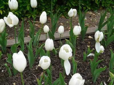 Tulipe - Tulipes simples tardives Maureen - Bulbe