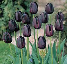 Tulipes simples tardives 'Queen of Night' Tulipe - Bulbe