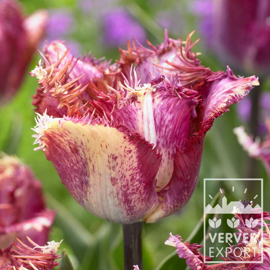 Tulipe - Tulipe Simples Tardives 'Colour Fusion' - Bulbe