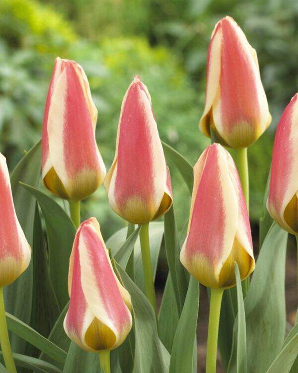 Tulipe - TULIPES greigii 'Tarafa' - Bulbe