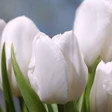 Tulipe - Tulipes triomphes 'White Dream' - Bulbe