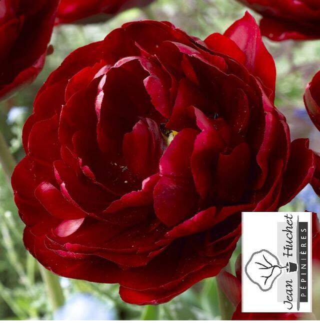 Tulipe double tardive - Tulipes tardive 'Uncle Tom' - Bulbe