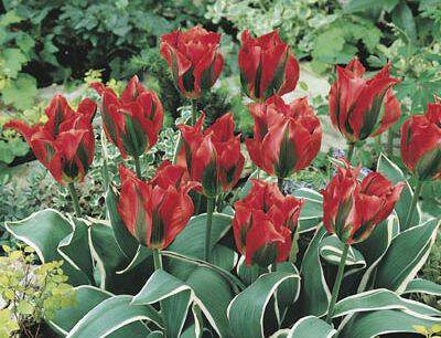 Tulipe - Tulipes dentelles viridiflora 'Esperanto' - Bulbe