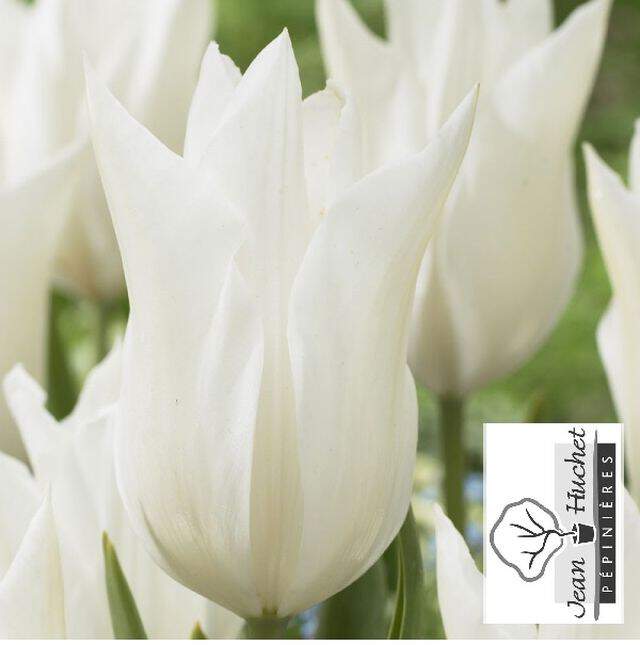 Tulipe - Tulipes à fleur de lys 'White Triumphator' - Bulbe