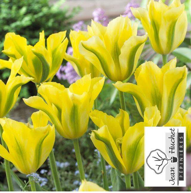 Tulipe - Tulipes viridiflora 'Yellow Spring Green' - Bulbe