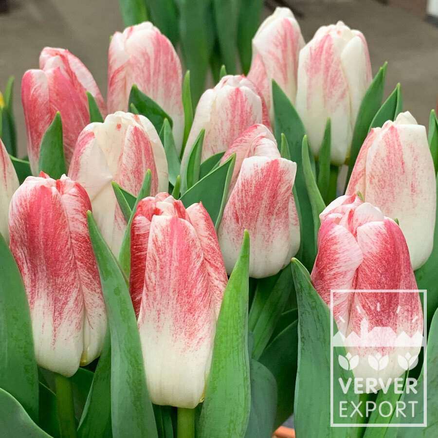 Tulipe - Tulipes 'Calgary Sensation' - Bulbe