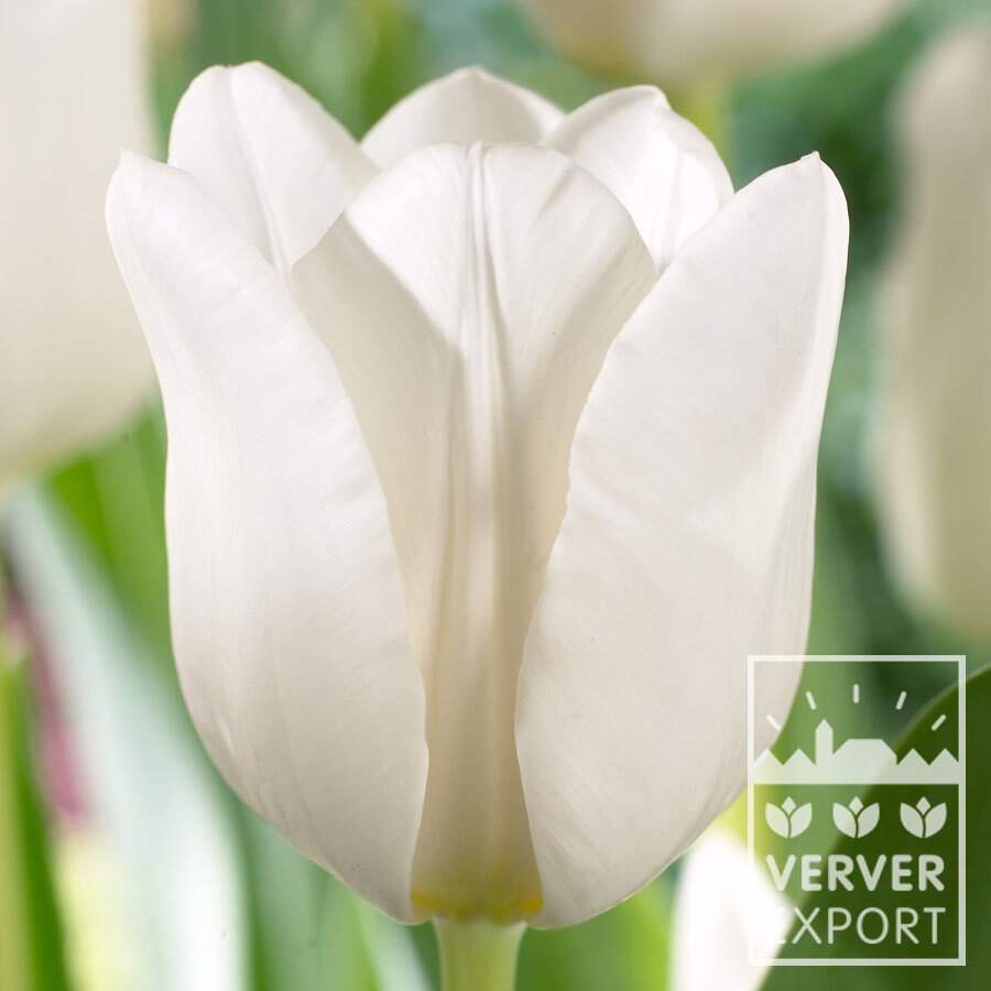Tulipe - Tulipes 'Darwisnow' - Bulbe