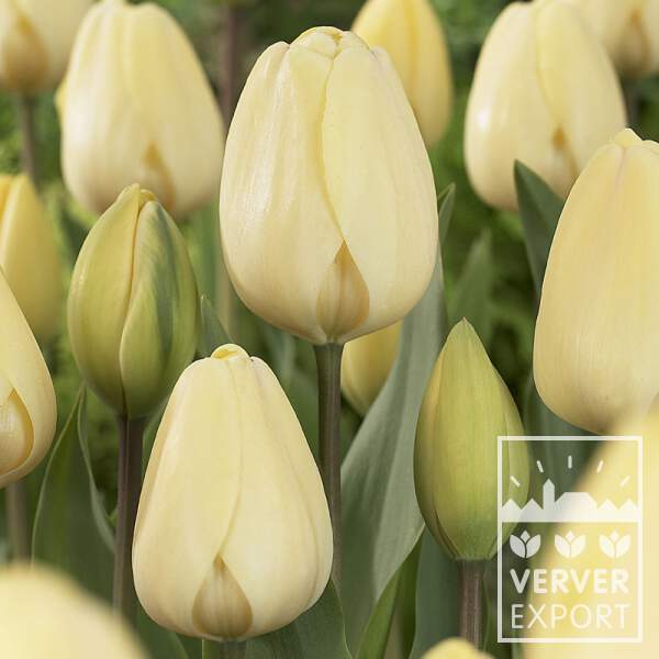 Tulipe - Tulipes 'Ivory Floradale' - Bulbe