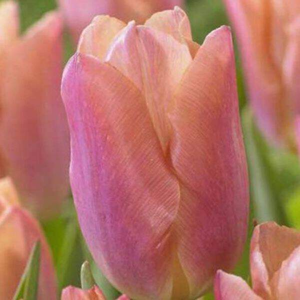 Tulipe - Tulipes simples tardives Salmon Prince' - Bulbe